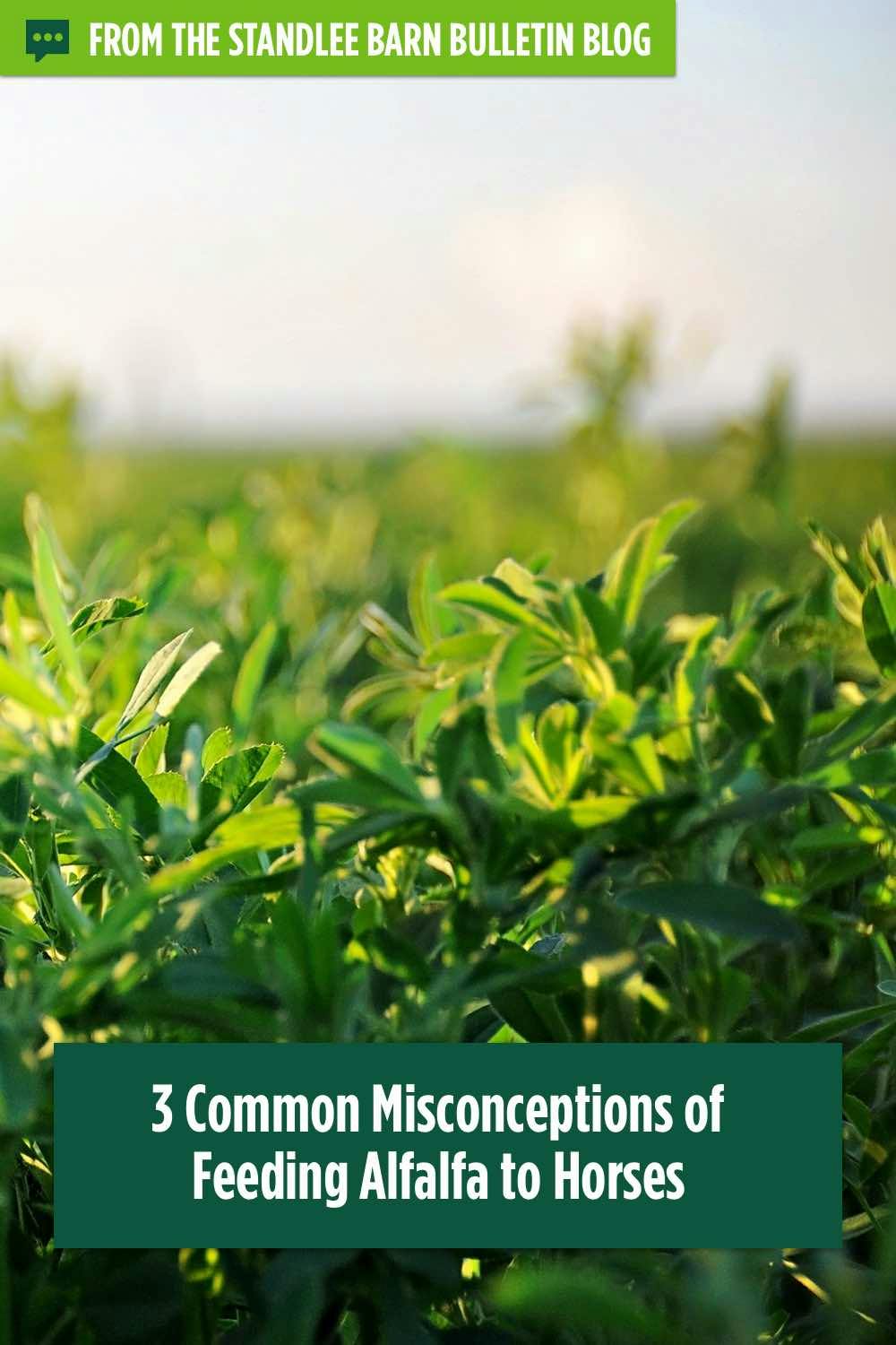 3 Common Misconceptions of Feeding Alfalfa to Horses