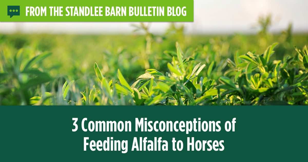 3 Common Misconceptions of Feeding Alfalfa to Horses