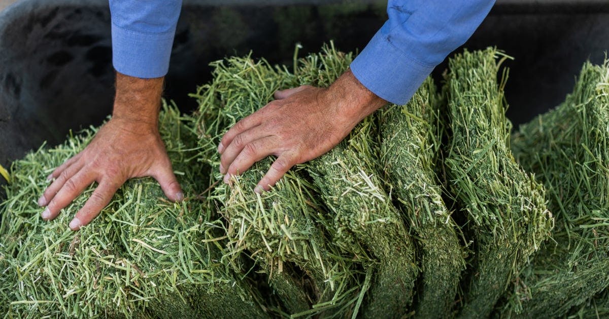  High Desert Alfalfa Hay - Dried Natural Alfalfa Hay