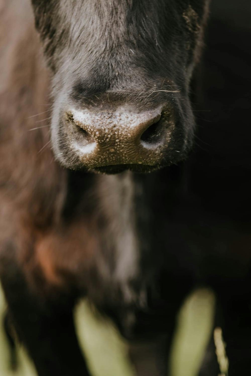 Alfalfa Forage Bites Cattle Treats Treats for Cows