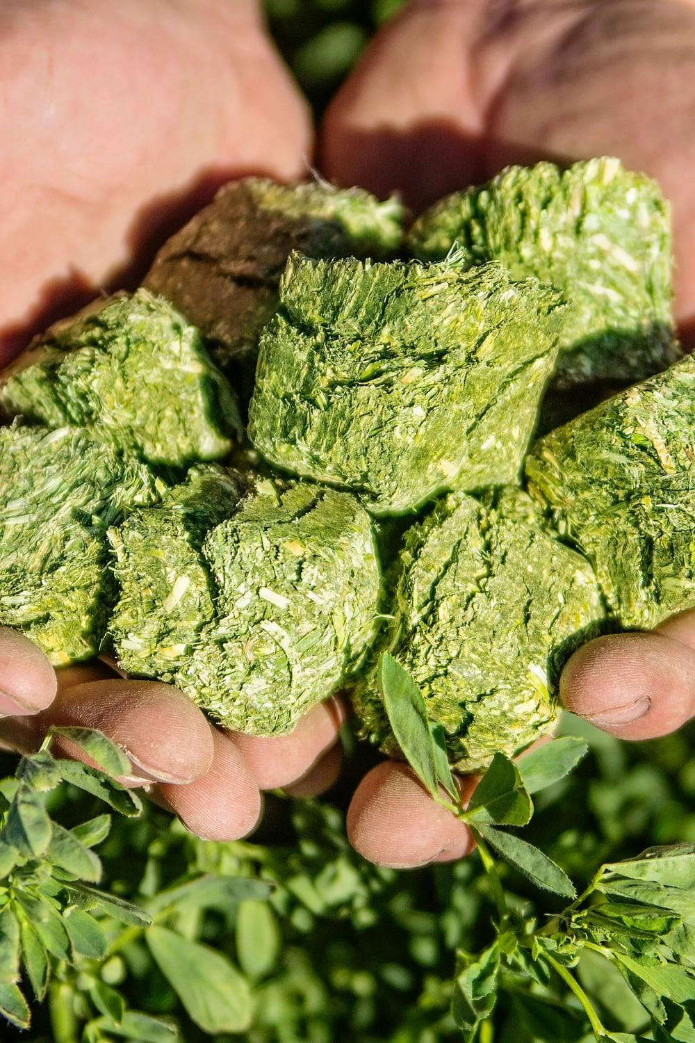 The Scoop on Hay Cubes for Horses