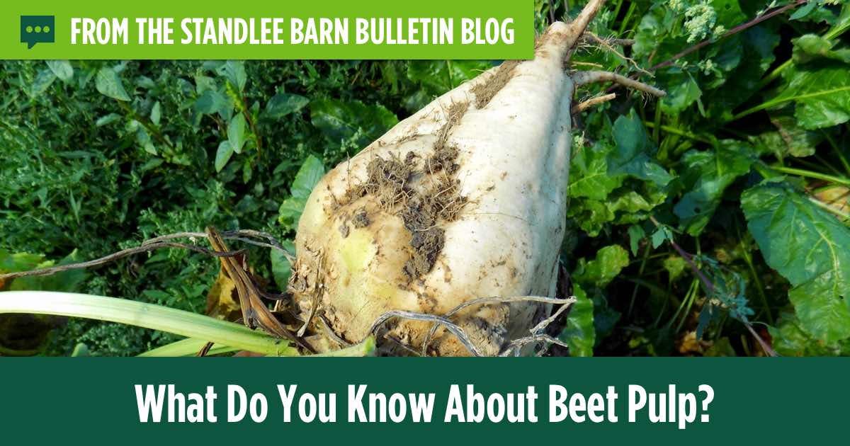 What Do You Know About Beet Pulp For Horses And Other Livestock