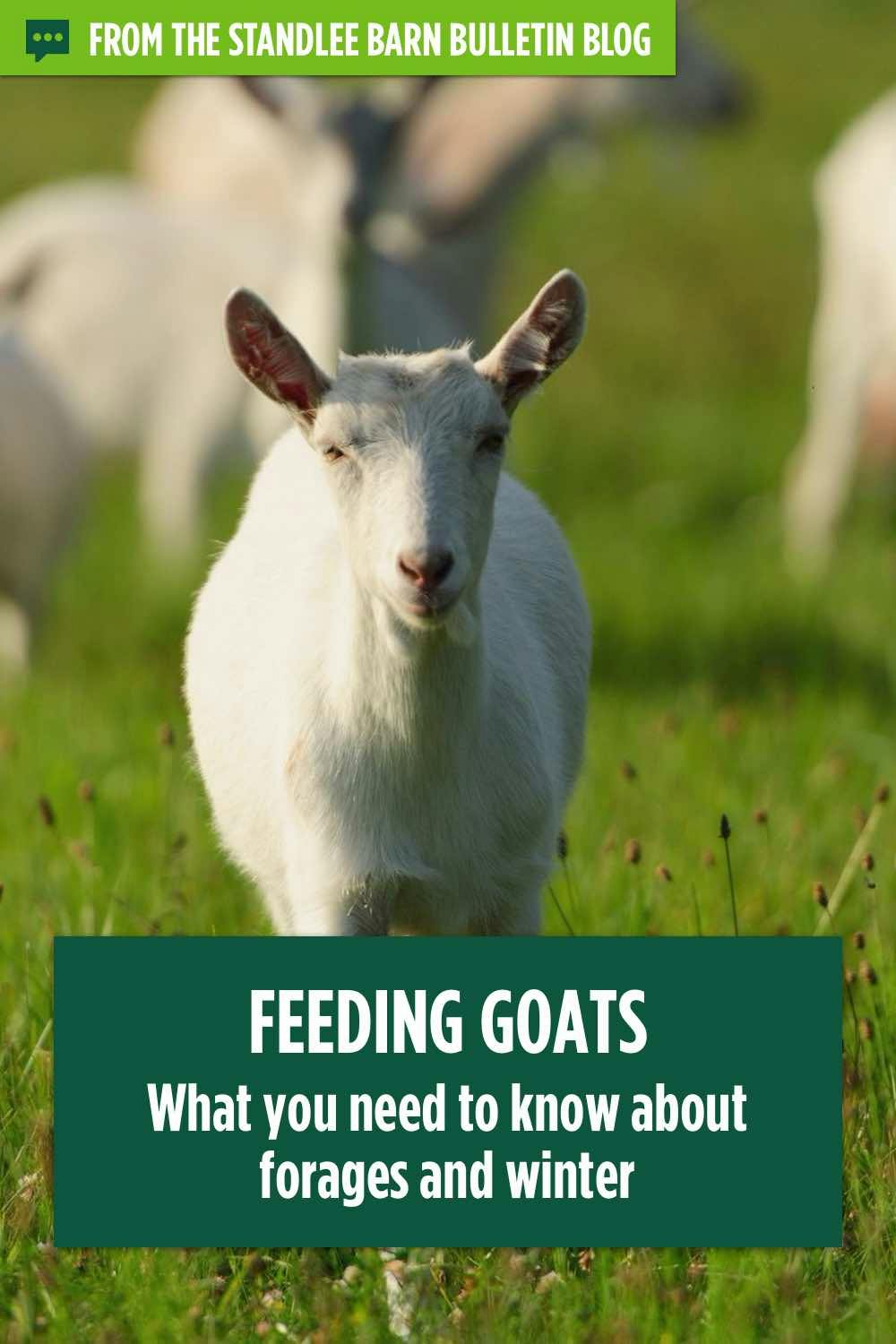 Feeding Goats: What you need to know about forages and winter