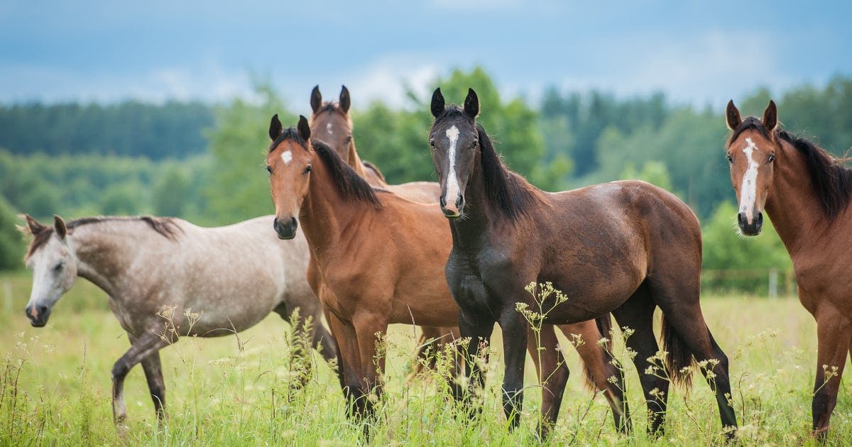 Can You Identify Normal Horse Vital Signs?