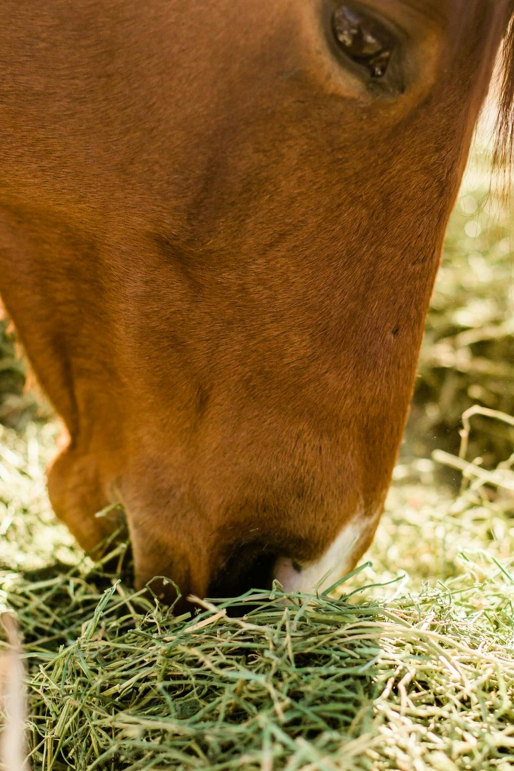 Leaky gut syndrome in horses and how to heal with nutrition.