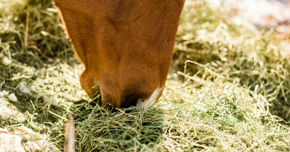 Leaky gut syndrome in horses and how to heal with nutrition.