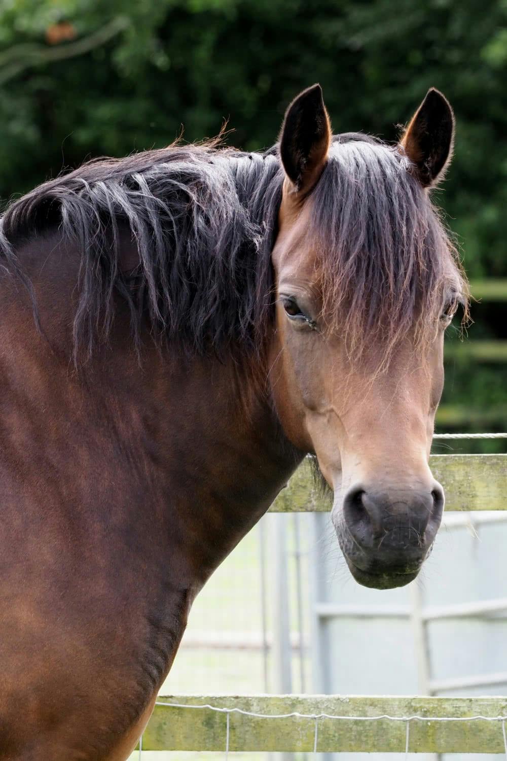 Cresty Neck – A Precursor to Metabolic Disease in Horses