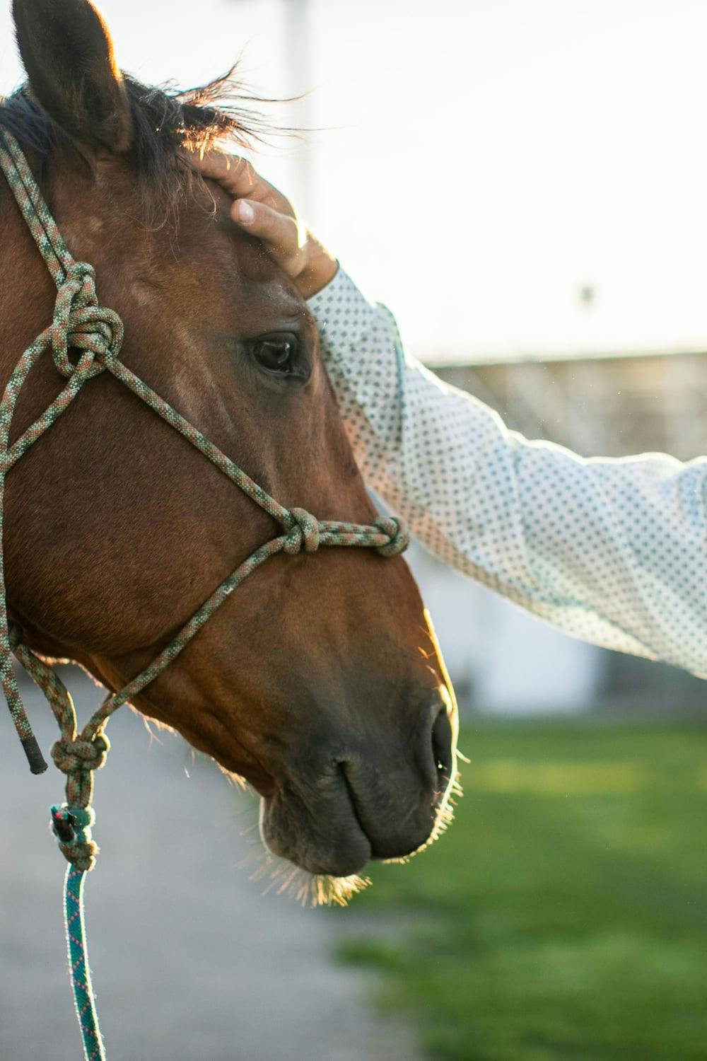 How much protein do horses need in their diets?