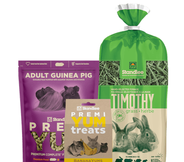 Adult Guinea Pig product collage