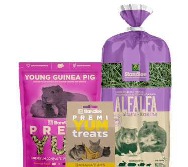 Young Guinea Pig product collage