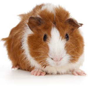 Adult Guinea Pig