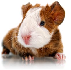 Young Guinea Pig