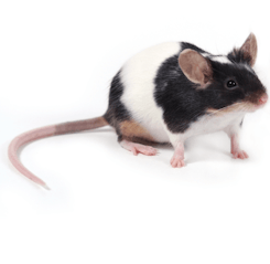 Mouse & Rat