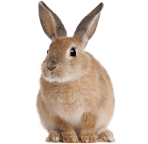 Adult Rabbit