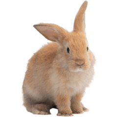 Young Rabbit